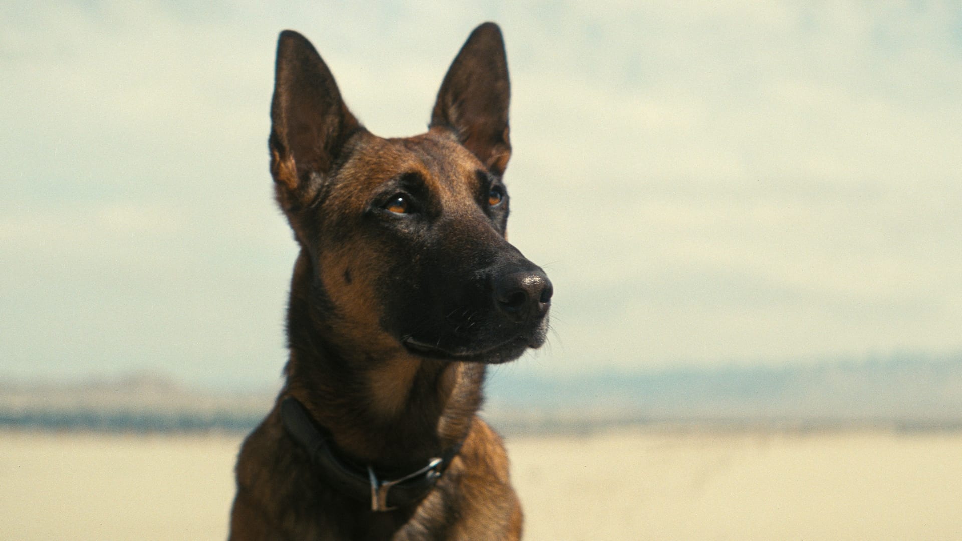 Official poster for the TV series Fallout – S1E7: “The Radio”.